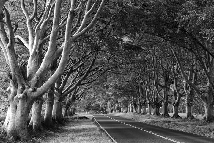 Avenue of Beech Trees Kingston Lacy - England