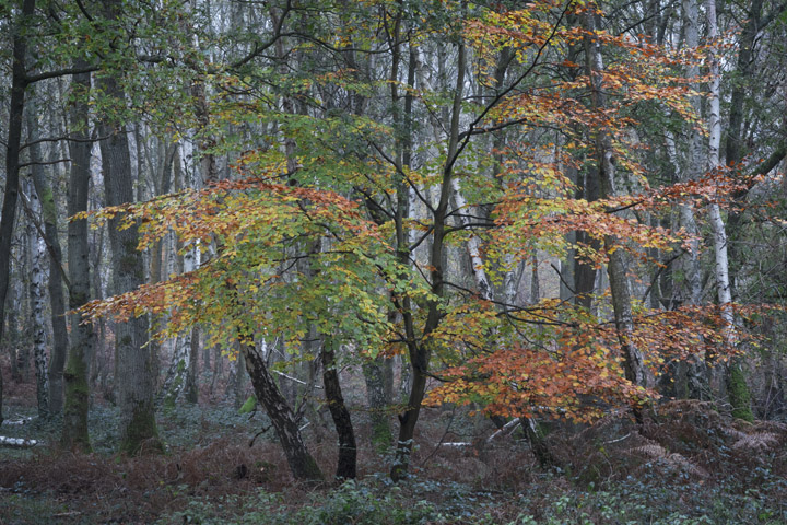 Photograph of English Woodland 4