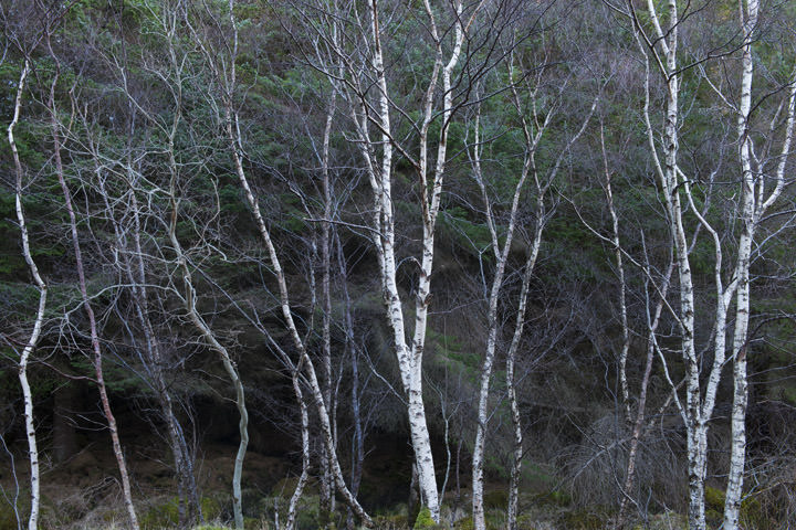 Silver Birch Trees 