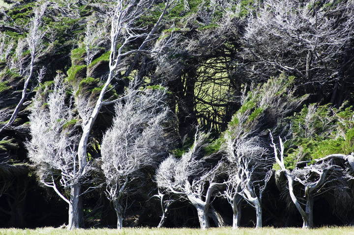 Photograph of Silver Trees